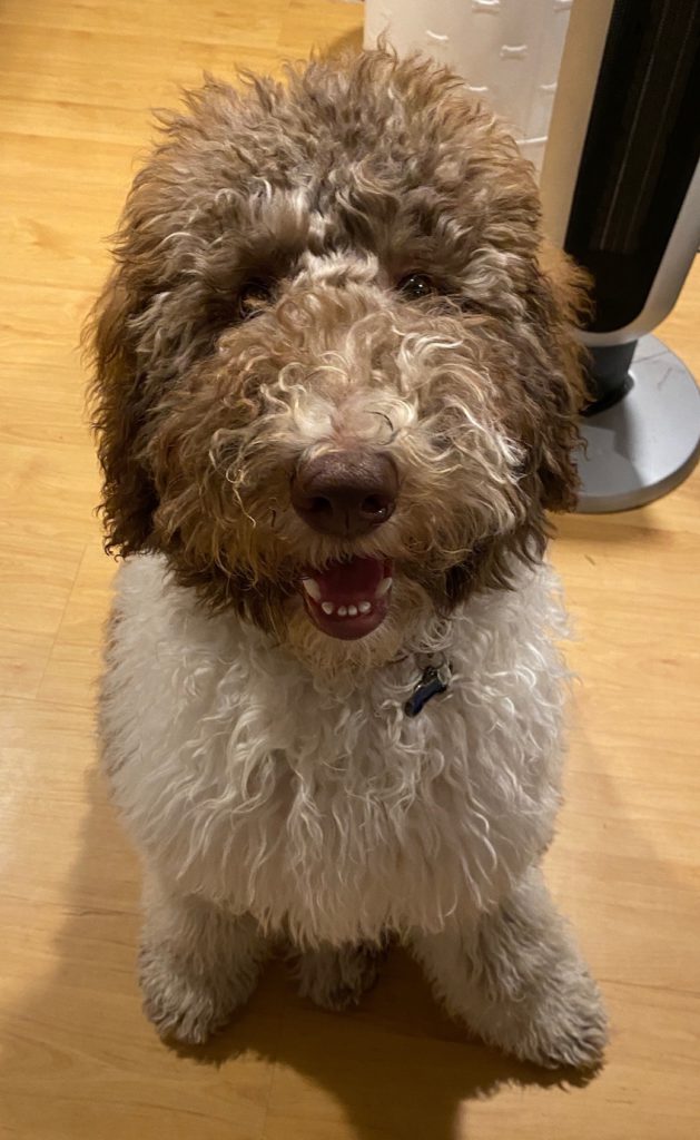 Photo of Banksy, the studio dog